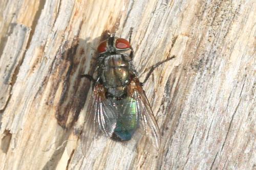 Protocalliphora azurea